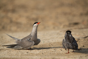 White-cheeked Terns at Busaiteen sand, Bahrain