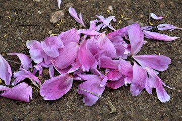 Płatki kwiata © merko