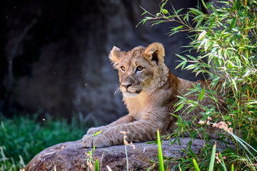Löwe ( Panthera leo )