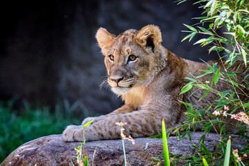 Löwe ( Panthera leo )