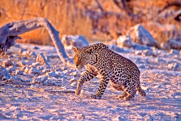 Young male leopard in Namibia, Africa
