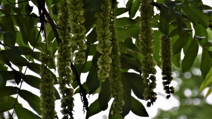 Park Gołuchów © merko