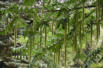 Park Gołuchów © merko