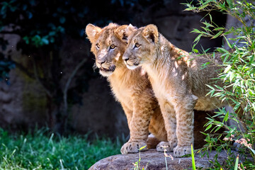 Fototapeta na wymiar Löwe ( Panthera leo )