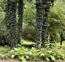 Park Gołuchów © merko