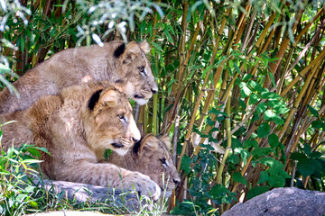 Löwe ( Panthera leo )