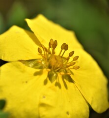 Żółty kwiat © merko