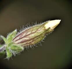 Pąk białego  kwiata   