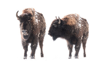 Family of bison isolated on a white background. winter in the snow