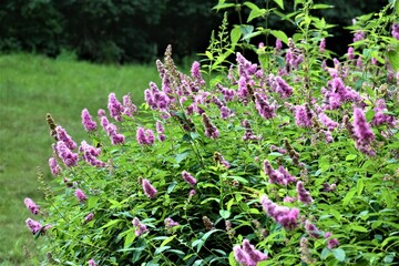 Fioletowe kwiaty  © merko