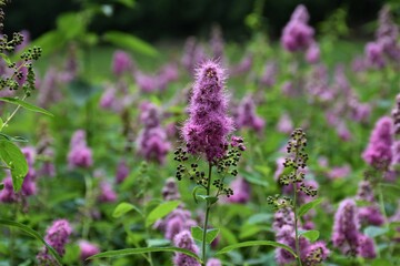 Fioletowe kwiaty © merko