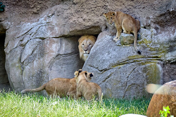 Löwe ( Panthera leo )