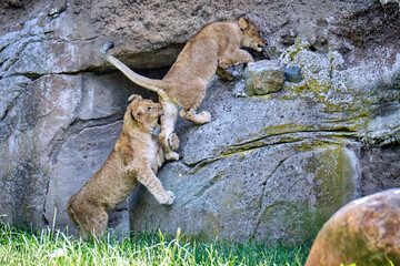 Löwe ( Panthera leo )