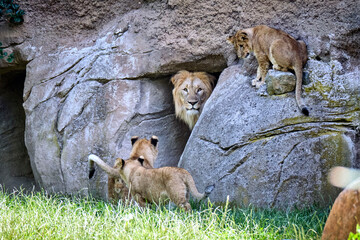 Löwe ( Panthera leo )