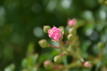Kırmızı G&uuml;l -Red Pink