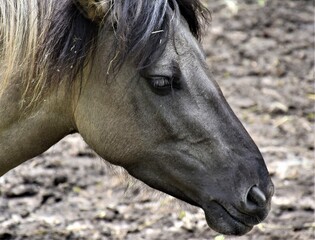 Łeb końia © merko