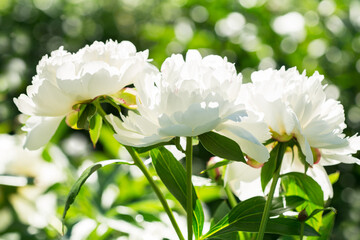 Fototapeta premium blooming peonies in a garden