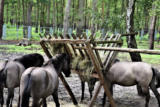 Ferma Bilder Durchsuchen 1,806 Archivfotos, und Videos