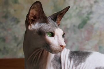 Cat Sphynks, cropped shot, horizontal view. Animals, pets concept.  Cat indoors, close up.
