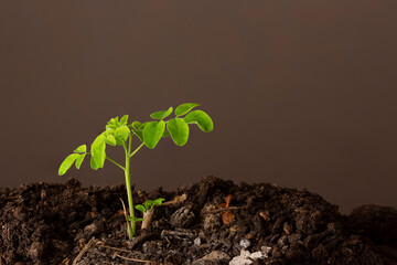 A moringa plant in the ground with a brown background - Moringa Oleifera