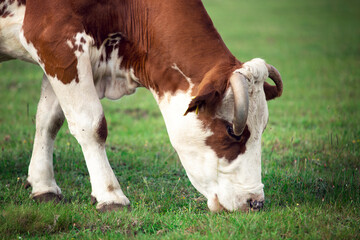 Cow eating grass at the meadow. Agriculture picture. Cow close up.