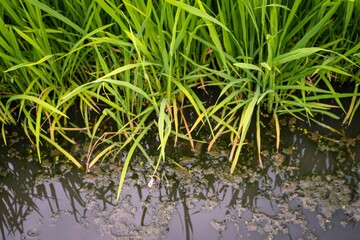 grass and water