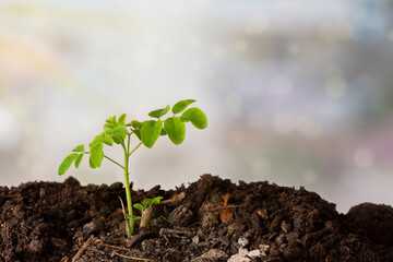 A moringa plant in the ground with a light colored background - Moringa Oleifera