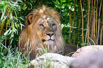 Löwe ( Panthera leo )