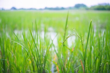 Fototapeta premium green grass and water