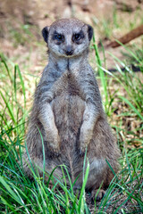 Erdmännchen ( Suricata suricatta )