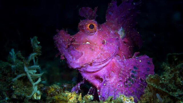 Rhinopias frondosa purple Weedy Scorpionfish with parasite Lembeh 4k 25fps