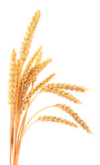 Fototapeta premium Bunch of ripe wheat ears.