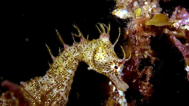 Hippocampus breviceps Short-headed Seahorse South Australia 4k 25fps