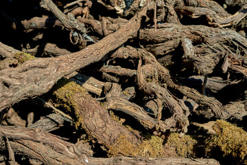 wood of videiras stacked in the sun