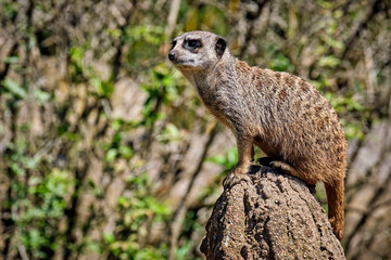 Erdm&auml;nnchen ( Suricata suricatta )
