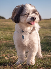 Close-up of a tricolored Coton de Tulear dog looking to the side