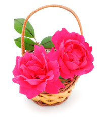 Fototapeta na wymiar Roses in the basket.