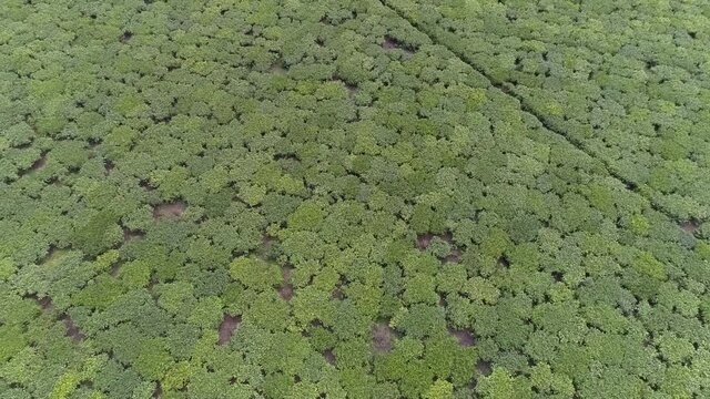 Aerial view of Tea farms in Kericho, Kenya