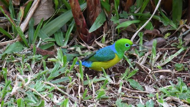 Colorful tropical bird gathering material for its nest. Rainforest Tanager in 4K