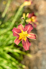 red and yellow flower with blur background