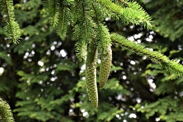 Zielone szyszki  © merko