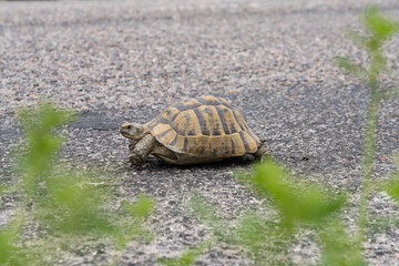 African spurred tortoise, Centrochelys sulcata, on asphalt ground.