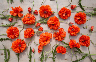 Orange poppies on a grey wooden background .Summer flowers