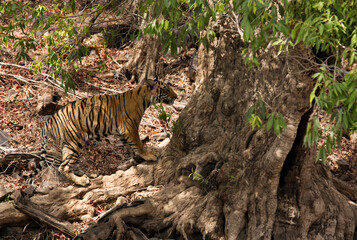 Krishna cub, Ranthambore Tiger Reserve