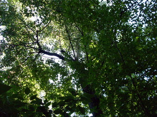 tree in the forest