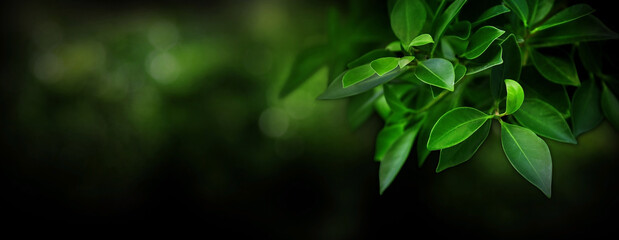 Green branch of tree in garden