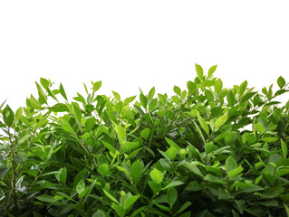 Cgreen leaves on the tree isolated on white