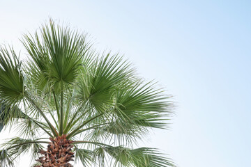 Obraz premium Green palm tree against a beautiful blue sky