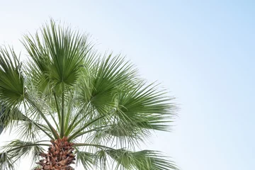 Fotobehang Green palm tree against a beautiful blue sky © LumenSt