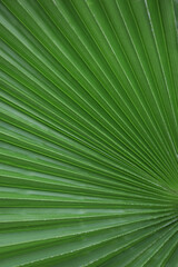 Obraz premium Lines and textures of Green Palm leaves